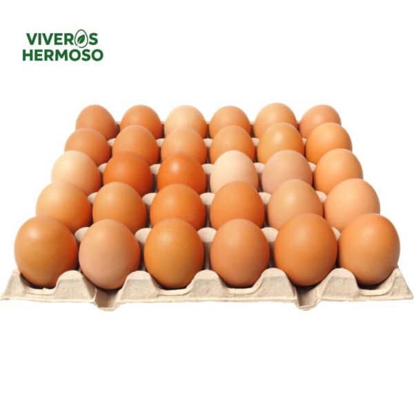 30 Huevos de libre pastoreo