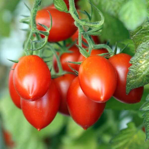 jitomate saladed 2 1 Kg de Jitomate Saladed