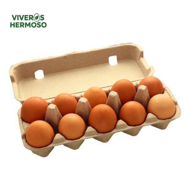 12 Huevos de libre Pastoreo